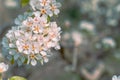 Close-up with pear flowers in full spring bloom and unfocused background Royalty Free Stock Photo