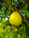 Close up of Pear Hanging on tree.Fresh juicy pears on pear tree branch.Organic pears in natural environment.