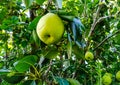 Close up of Pear Hanging on tree.Fresh juicy pears on pear tree branch.Organic pears in natural environment.