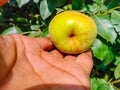 Close up of Pear Hanging on tree.Fresh juicy pears on pear tree branch.Organic pears in natural environment.