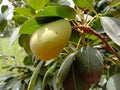 Close up of Pear Hanging on tree.Fresh juicy pears on pear tree branch.Organic pears in natural environment.