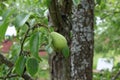 Close up of Pear Hanging on tree.Fresh juicy pears on pear tree branch. Selective Focus