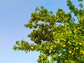 Close up of Pear Hanging on tree.Fresh juicy pears on pear tree branch.Organic pears in natural environment.