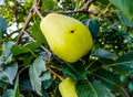 Close up of Pear Hanging on tree.Fresh juicy pears on pear tree branch.Organic pears in natural environment.