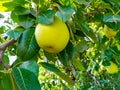 Close up of Pear Hanging on tree.Fresh juicy pears on pear tree branch.Organic pears in natural environment.