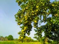 Close up of Pear Hanging on tree.Fresh juicy pears on pear tree branch.Organic pears in natural environment.