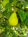 Close up of Pear Hanging on tree.Fresh juicy pears on pear tree branch.Organic pears in natural environment.