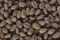 Close-up of pearl barley, healthy food concept and traditional european and asian food