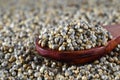 Close up of Pearl Millet Bajra with wooden spoon Royalty Free Stock Photo