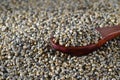 Close up of Pearl Millet Bajra with wooden spoon Royalty Free Stock Photo