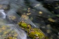 Close-up of Pearl Shoal waterfall at Jiuzhaigou, Sichuan, China Royalty Free Stock Photo