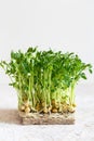 Close-up of peas microgreens with seeds and roots. Sprouting Microgreens. Seed Germination at home. Vegan and healthy eating