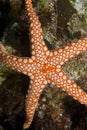 Close-up of a Pebbled sea star. Royalty Free Stock Photo