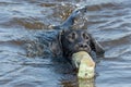 Black Labrador