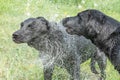 Black Labrador Royalty Free Stock Photo