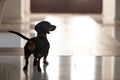 Close up pedigree dog, dachshund standing in hall of modern house