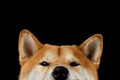 Close-up peeking Shiba inu Dog, Looks Curious, Black Background