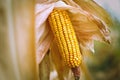Close up of peeled corncob ear of corn on the field. Autumn harvest concept. Maize field landscape in Europe, detail view