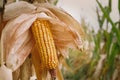 Close up of peeled corncob ear of corn on the field. Autumn harvest concept. Maize field landscape in Europe, detail view