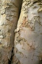 Close up of peeling bark with cracks on an old beech tree Royalty Free Stock Photo