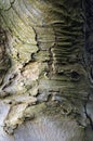 Close up of peeling bark with cracks on an old beech tree Royalty Free Stock Photo