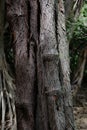 Close up of the peeling bark of a Cypress tree in Koko Crater Botanical Garden in Honolulu, Oahu, Hawaii Royalty Free Stock Photo