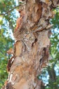 Close up of the peeling bark of a River Birch Tree in North Carolina Royalty Free Stock Photo