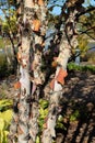 Close up of the peeling brown and white bark of a River Birch tree in Sinissippi Park in Illinois