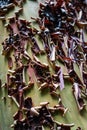 Close up of peeling Madrone Arbutus menziesii bark, California