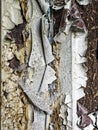 Close-up of peeling paint of dark painted wall Royalty Free Stock Photo