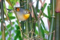 Pekin Robin Royalty Free Stock Photo