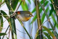 Pekin Robin Royalty Free Stock Photo