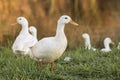 Close up of a Pekin or White Pekin duck