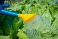 Close-up of a Peking cabbage bed being watered from a watering can. Caring for vegetable beds. Growing Chinese cabbage