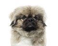 Close-up of a Pekingese, 3 years old , isolated