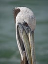 Close-up of a pelican Royalty Free Stock Photo