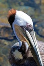 Close up of Pelican in Cabo San Lucas marina in Baja Mexico Royalty Free Stock Photo