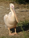 Close up with pelican - front view Royalty Free Stock Photo