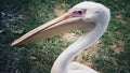 Close-up of a pelican head,a beautiful bird in a meadow with a long beak in a zoo in the wild. Royalty Free Stock Photo