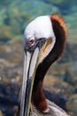 Close up of Pelican head in Cabo San Lucas marina in Baja Mexico Royalty Free Stock Photo