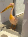 pelican mykonos. friendly white pelican leaves a restaurant with some shrimp in mykonos, greece