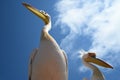 Close up of pelican - Namibia Walvis Bay Royalty Free Stock Photo