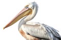 Close-up of a Pelican - Pelecanus onocrotalus AI Generated animal ai