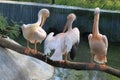 Pelican On Dead Tree On Water Pond