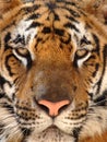 Close up penetrating eyes Bengal tiger, Thailand Royalty Free Stock Photo