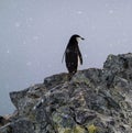 Close up of a penguin perched atop a jagged rocky outcrop