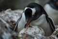 A close-up of a penguin standing on a rock, possibly guarding an egg