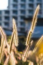 Close up Pennisetum pedicellatum Trin beautiful when the sunlight, which as the background. Royalty Free Stock Photo