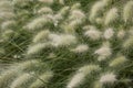 Pennisetum villosum grass