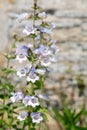 Penstemon Royalty Free Stock Photo